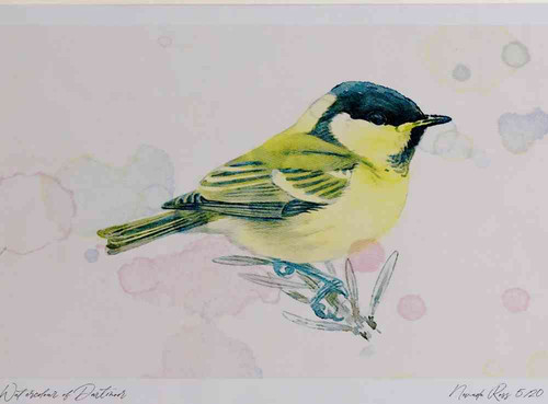 A4 coal tit juvenile.jpg