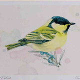 A4 coal tit juvenile