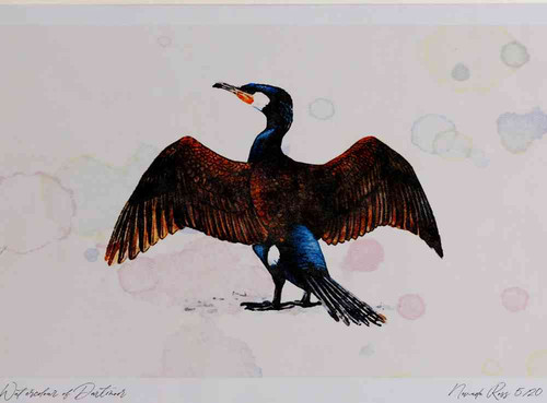 A4 cormorant adult.jpg