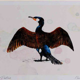 A4 cormorant adult