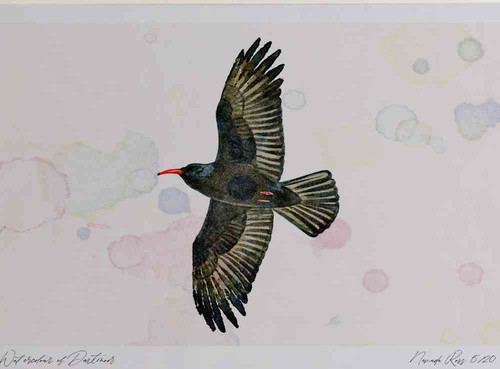 A4 chough inflight.jpg