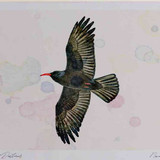 A4 chough inflight