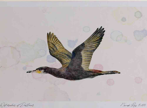A4 cormorant adult inflight.jpg