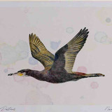 A4 cormorant adult inflight