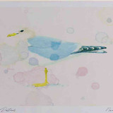 A4 common gull adult nonbreeding plumage