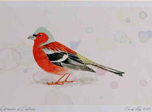A4 chaffinch male.jpg