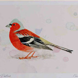 A4 chaffinch male