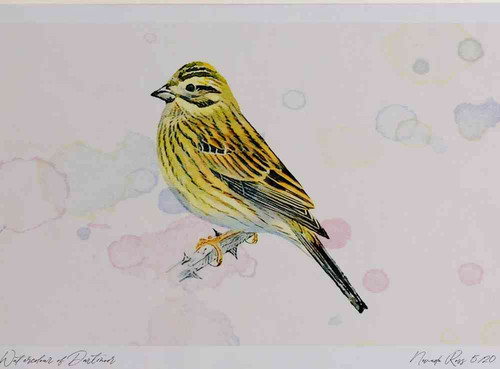 A4 cirl bunting female.jpg