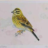 A4 cirl bunting female
