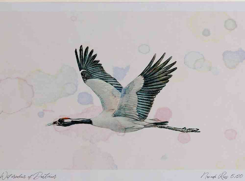 A4 crane adult inflight.jpg