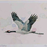 A4 crane adult inflight