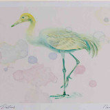 A4 crane juvenile