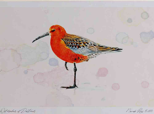 A4 curlew sandpiper adult breeding plumage.jpg