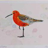 A4 curlew sandpiper adult breeding plumage