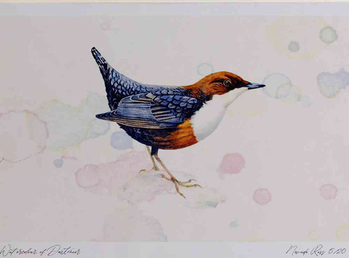 A4 dipper adult.jpg