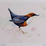 A4 dipper adult