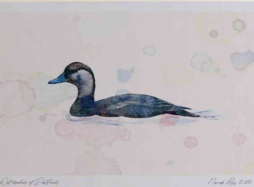 A4 common scoter female.jpg