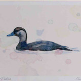 A4 common scoter female