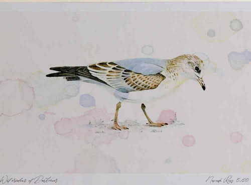 A4 common gull firstwinter.jpg