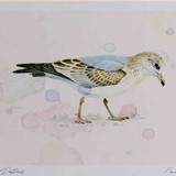 A4 common gull firstwinter