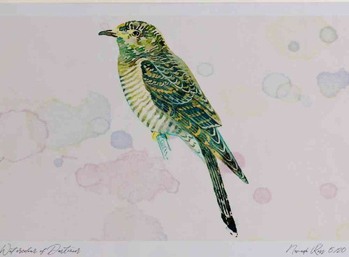 A4 cuckoo juvenile.jpg