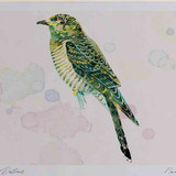 A4 cuckoo juvenile