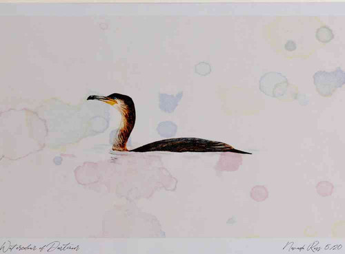A4 cormorant adult swimming.jpg