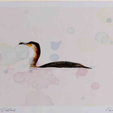 A4 cormorant adult swimming