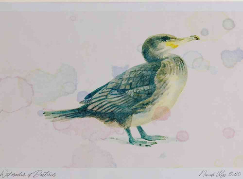 A4 cormorant juvenile.jpg