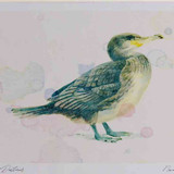 A4 cormorant juvenile