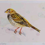 A4 corn bunting