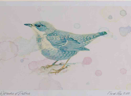 A4 dipper juvenile.jpg