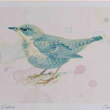 A4 dipper juvenile