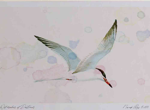 A4 common tern adult inflight.jpg