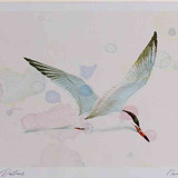 A4 common tern adult inflight