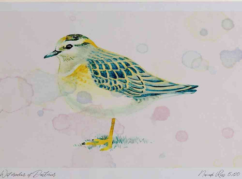 A4 dotterel juvenile.jpg