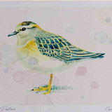 A4 dotterel juvenile