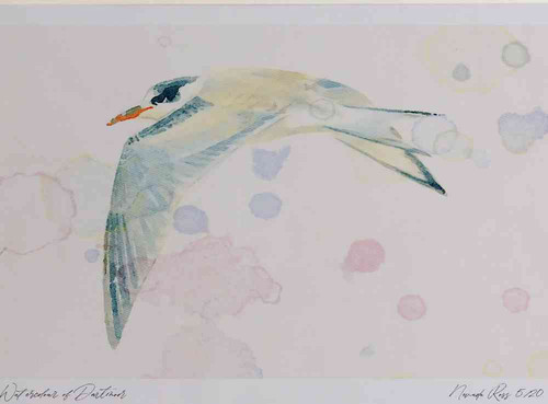 A4 common tern juvenile.jpg