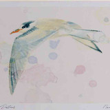A4 common tern juvenile
