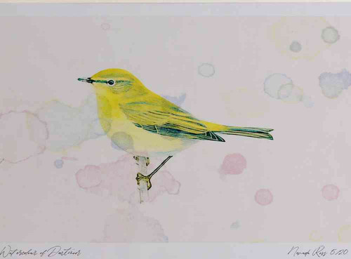 A4 chiffchaff.jpg