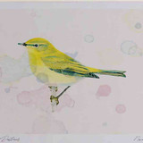 A4 chiffchaff