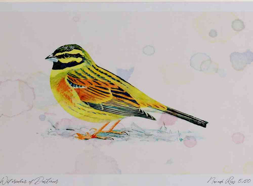 A4 cirl bunting male.jpg