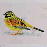 A4 cirl bunting male