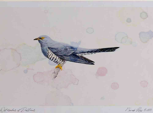A4 cuckoo male.jpg