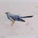 A4 cuckoo male