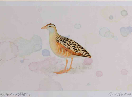 A4 corncrake.jpg