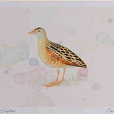 A4 corncrake
