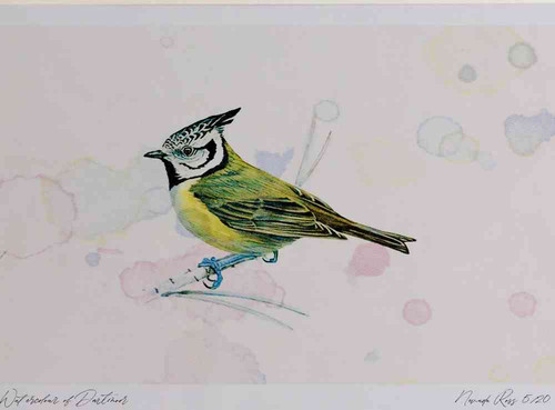 A4 crested tit.jpg