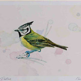 A4 crested tit