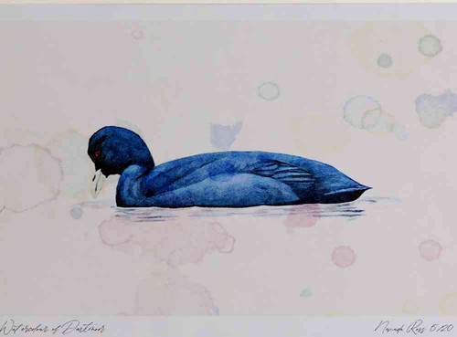 A4 coot adult.jpg